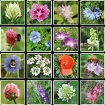 Blossombs Samenbombe - Geschenkdekoration