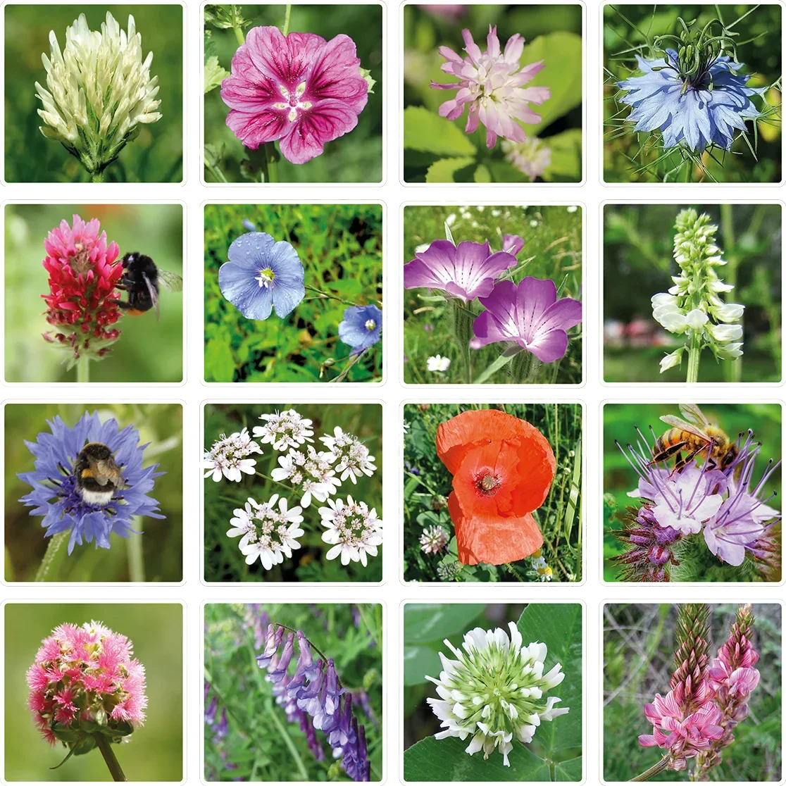 Blossombs Samenbombe - Geschenkdekoration "Alles Gute" - Geburtstagstorte (1 Stück)