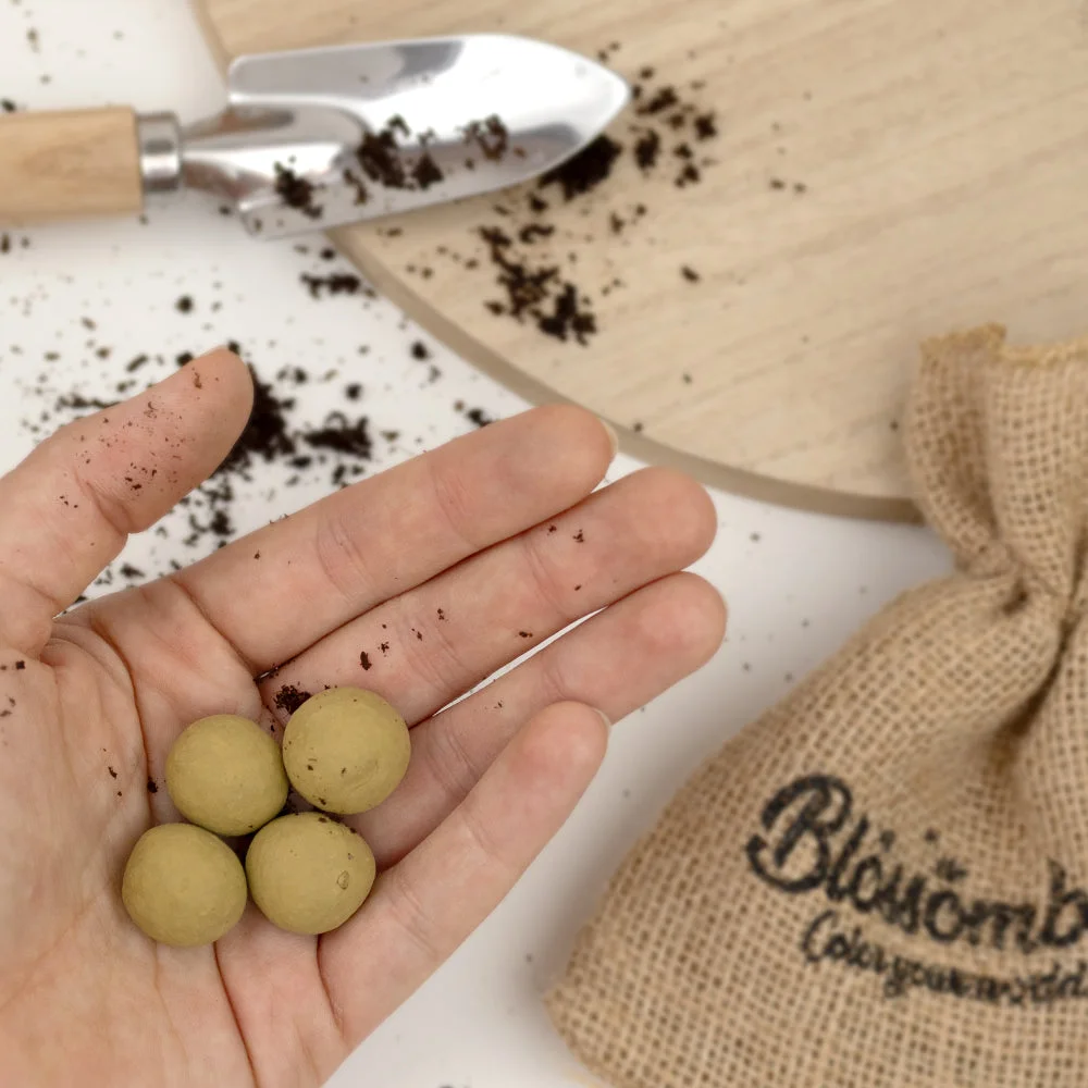 Blossombs Samenbomben - Mini-Geschenkset - Kräutergarten (4 Stück) - originelles und praktisches Geschenk in einem