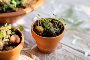Seed Bombs - Kleines Geschenk für Lehrer - Bunny (2 Stück)
