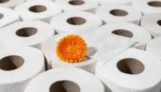 Bambus-Toilettenpapier verändert den Ansatz zur Hygiene