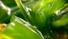 Chlorophyll hilft bei der Entgiftung und Regeneration des Körpers