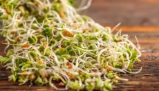 Erfahren Sie, wie Sprossen die Gesundheit und Vitalität verbessern