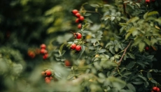 Hagebuttenöl hilft, Ihre Haut zu beruhigen, Feuchtigkeit zu spenden und Narben zu heilen